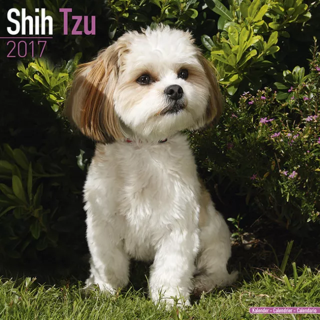 Calendrier 2017 - SHIH TZU