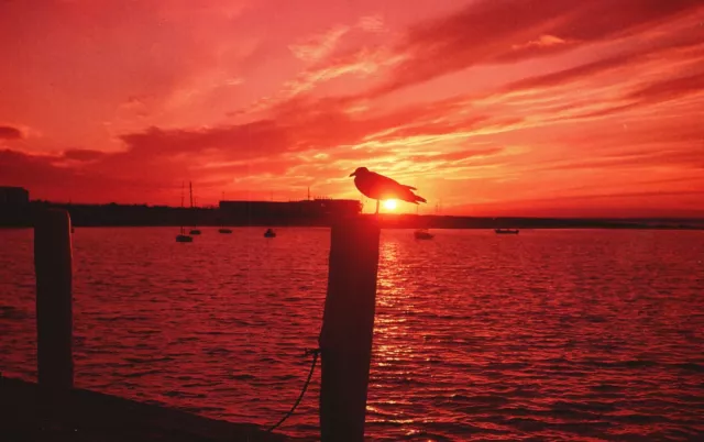 Postcard Seagull In The Setting Sun Along The Scenic View New England Coastline