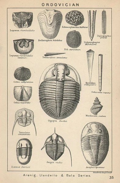 BRITISH FOSSILS. Ordovician - Arenig, Llandeilo & Bala Series. STANFORD 1907