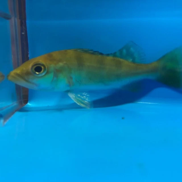 Golden kelberi peacock bass 2" in length live tropical fish 2