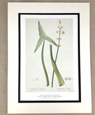 LYS Vintage Botanique Imprimé Synfilamentous Ixia Fleur Lys Pierre Joseph Redoute 