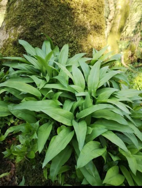 10x Organic WILD GARLIC BULBS - Allium ursinum Ramsons Edible! Plant Now!+2 FREE