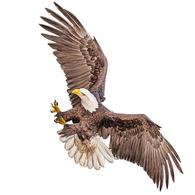 Adesivi Per Auto XXL Fino 120cm Albanese Aquila Adesivo Albania - Foto 7