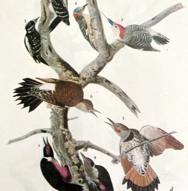 Five Woodpecker Types Bird 1946 Color Art Print John James Audubon Nature DWV2F