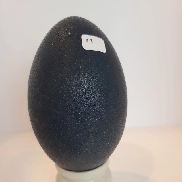 Lote # 3 cáscaras de huevo de emú sopladas con algunas imperfecciones para artesanía