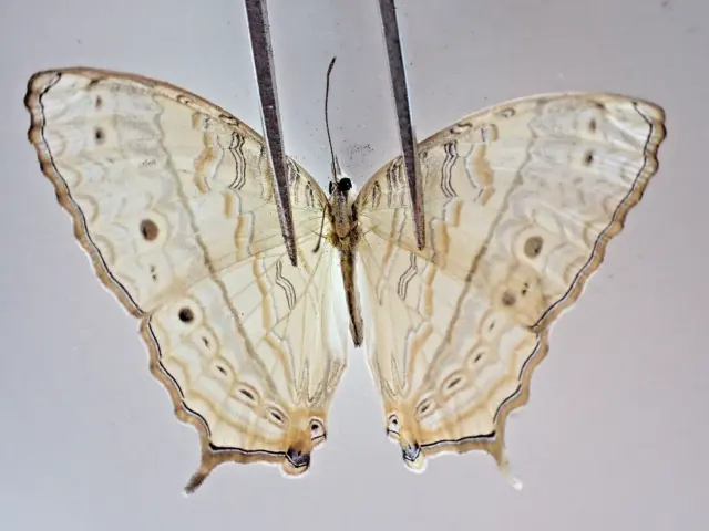 N19113. Unmounted butterflies: Nymphalidae sp. Vietnam. Nghe An