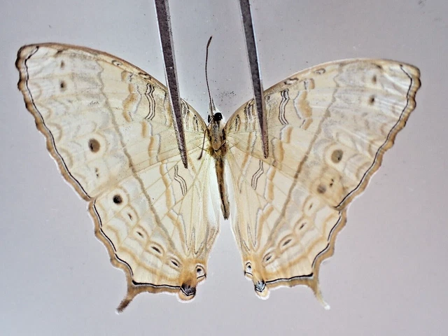 N19113. Unmounted butterflies: Nymphalidae sp. Vietnam. Nghe An