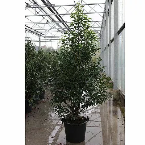 Prunus Nipponica Brilliant Hardy Garden Cherry Blossom Tree 1x 3L Potted Plant