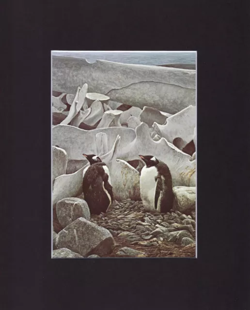 8X10" Matted Print Art Picture, Robert Bateman: Gentoo Penguins & Whalebones '79