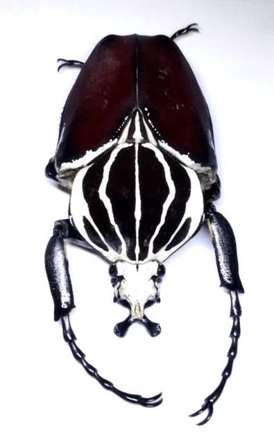 2 A-1 Mesotopus Regius 74mm Cameroon Male/female Lucanid Stag Beetle, Real Unmounted Beetle - Israel
