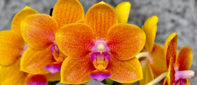 Phalaenopsis Orange Sunfire Hybride NEW Orchidee Orchideen