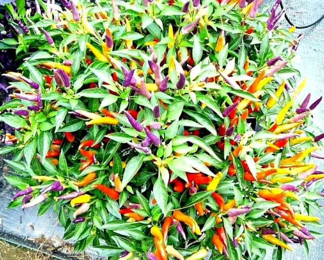 Sangria Chilli Chili Chile Pepper Seeds