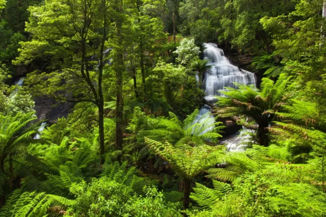 Fototapete DSCHUNGEL - VLIES (3316) Regenwald Natur Wasserfall Bäume Wald XXL