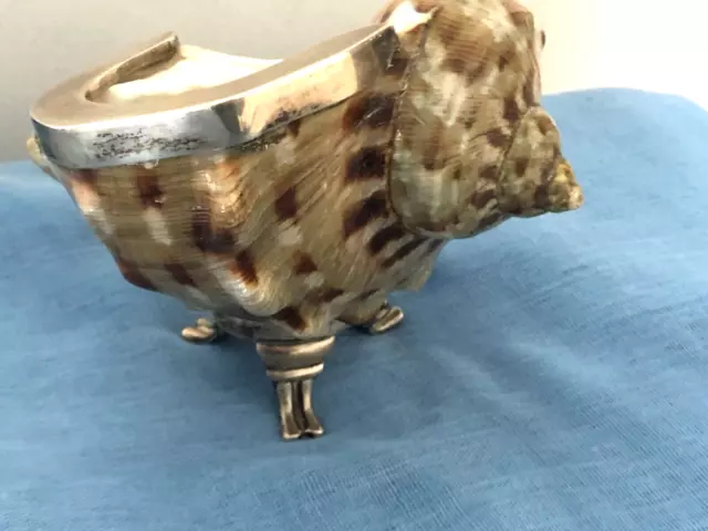X RARE BIG  TURBO MARMORATUS FOOTED WITH STERLING SILVER by BELGIORNO