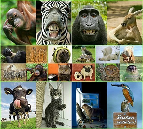 Edition Colibri ANIMAUX drôles III Ensemble de 20 cartes postales avec des an...