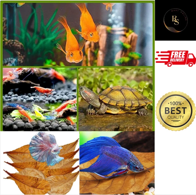 Catappa Leaves 300 PCS Indian almond leaves ketapang leaves shrimp aquarium