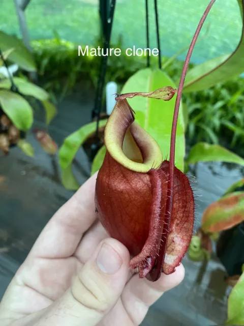 Nepenthes Globosa, tropical pitcher plant, carnivorous