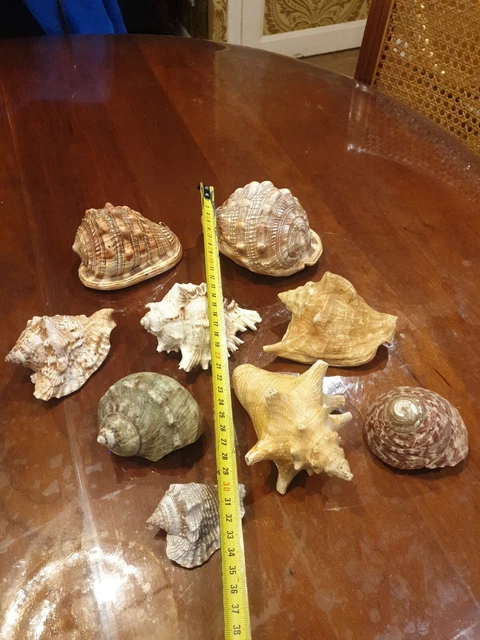 Lot De Coquillage Conque Collection Marine