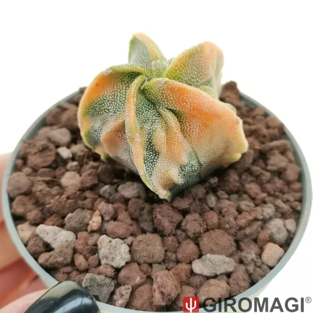 Astrophytum myriostigma f. variegata 6,5 cm.