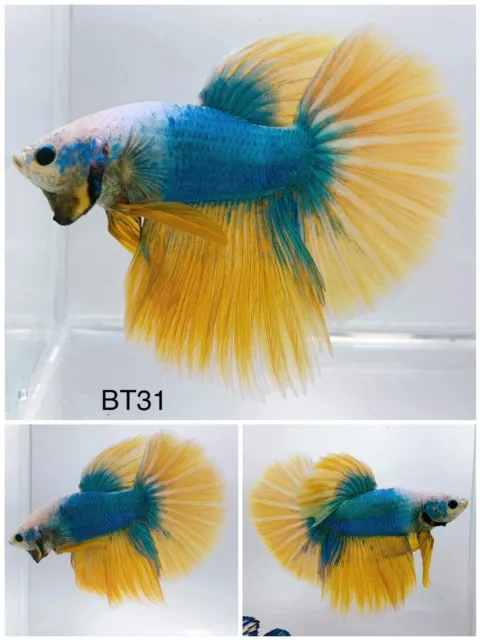 Betta Live Fish Male Halfmoon BT31 Ask Seller Shipping Cost Before Buy