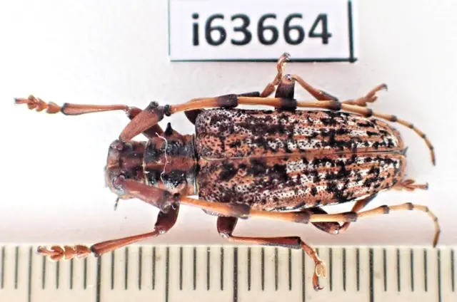 i63664. Cerambycidae sp. Vietnam North.