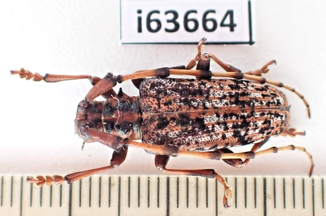 i63664. Cerambycidae sp. Vietnam North.