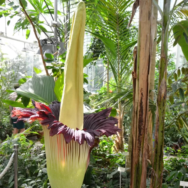 Titan arum (Amorphophallus titanum) - semilla germinada