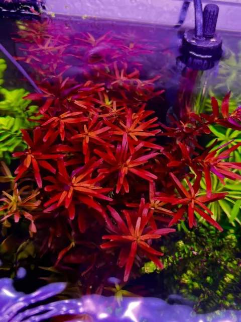 Rotala Blood Red Sg Variant 10 TIGES / 10 STEMS