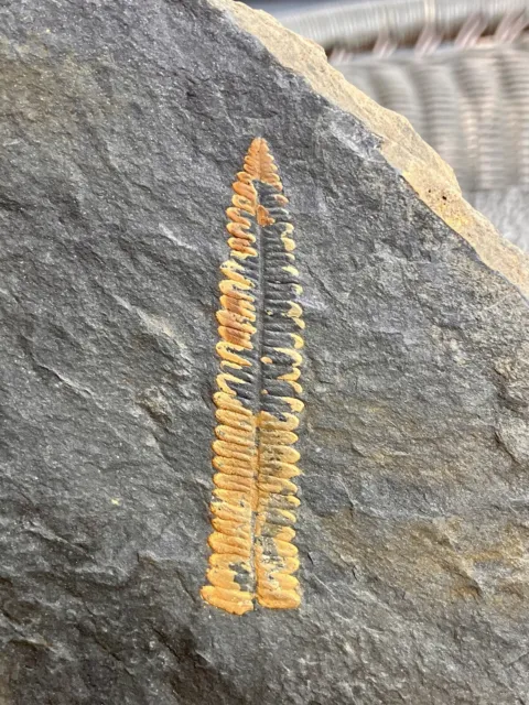 Carboniferous Pecopteris microphylla 3D Colorful Fern Fossil
