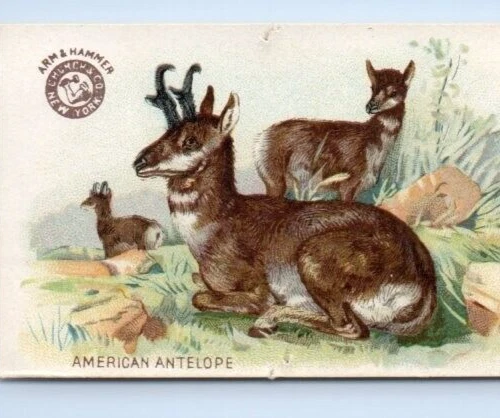 c.1897 Arm & Hammer American Antelope Victorian Trade Card Church & Co. Animals