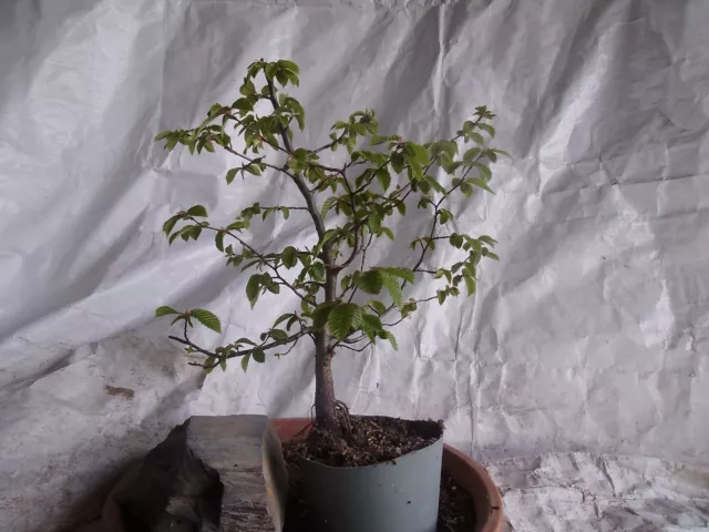 Outdoor Pre Bonsai Hainbuche  Carpinus betulus  Yamadori Hoch 30 cm.