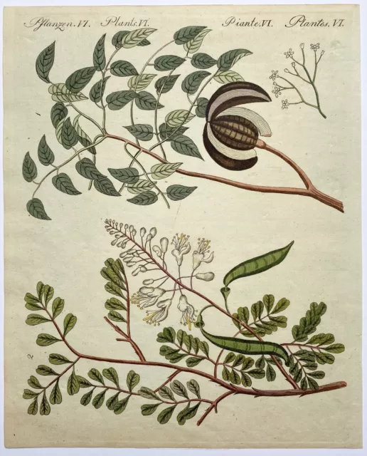 Mahagoni-Baum - Orig.-Kupferstich, altkoloriert - Bertuch - um 1800