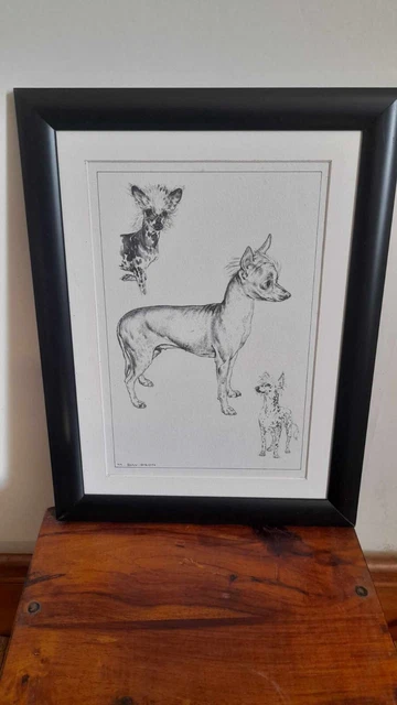 Sketch Dog Art Print Of Chinese Crested Dogs Lovely Detail By M Davidson