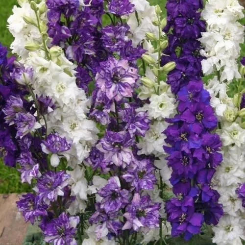 25 + Géant Delphinium Océan Mélange Semences Florales Mélange/Pérenne