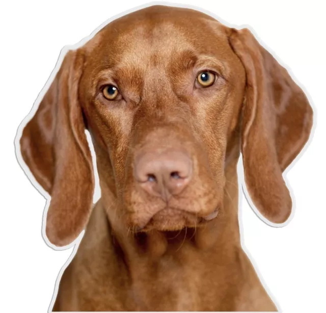 Designer Aufkleber / Sticker Fotosticker - Hunde -  Magyar Vizsla 01