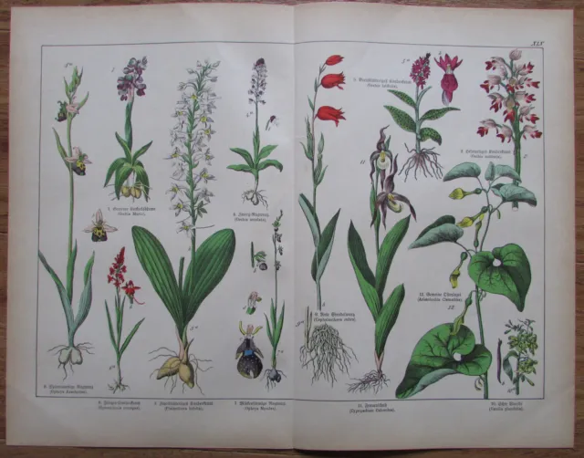 ca.1890 GYNANDRIA alter Druck Antique Print Botanik Pflanzen Flowers