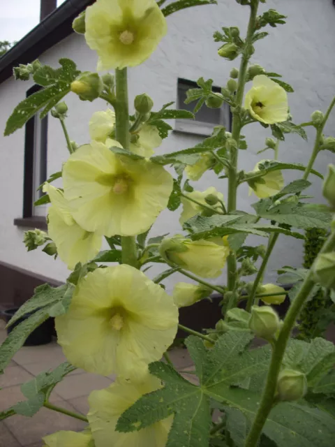 Stockrosen, 20 Samen, Blüte: gelb, Bienenweide, mehrjährig