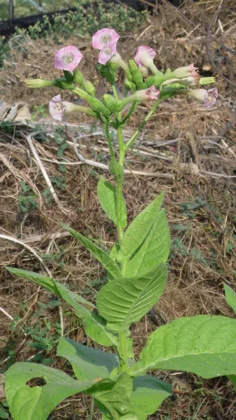 500 Semillas Tabaco Virginia (Nicotiana Tabacum) seeds