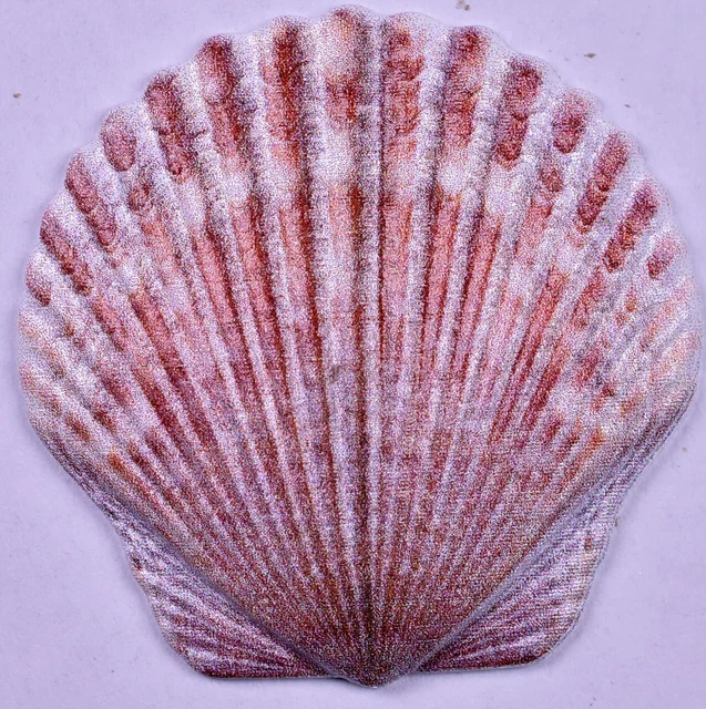 2019 Fiji 10g Silver Scallop Sea Shell Coin 2019 Fiji 10g Silver Scallop Sea Shell Coin