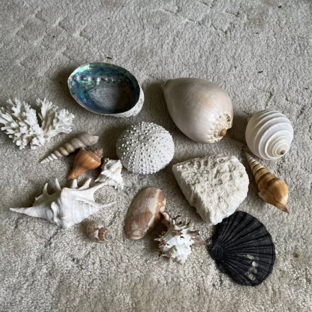 Beautiful Selection Of Sea Shells