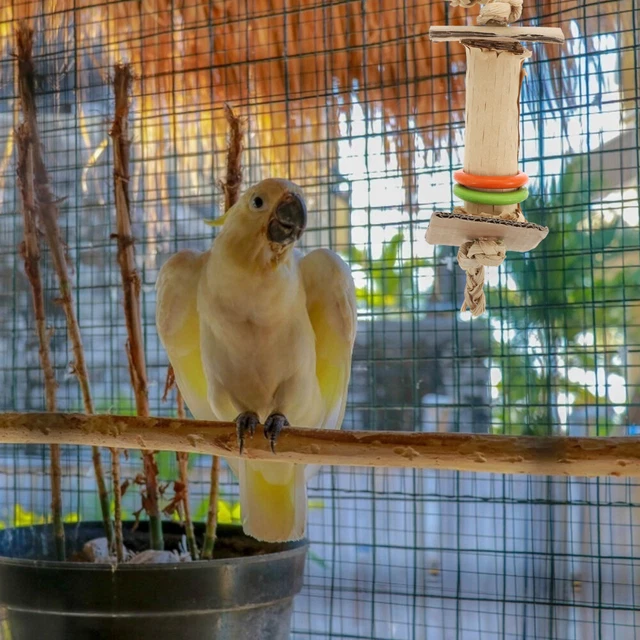 1pc Vogel Spielzeug Papagei Kauen Spielzeug Vogel Biss Spielzeug 12