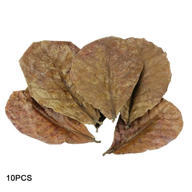 Indian Almond Catappa Leaves Fish Aquarium Improve Quality Water FAST F0Q5 2