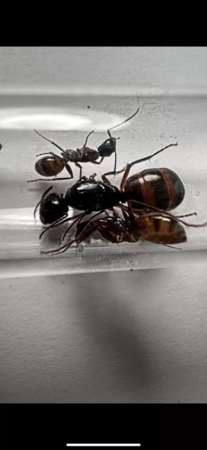 Queen Ant - camponotus americanus 3 Workers Feeder Insect Reptile Feeding