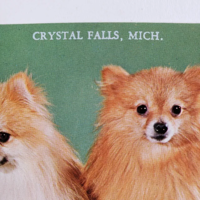 Pomeranian Dogs Crystal Falls Postcard 1970s Michigan Spitz Vintage Pets MI A969 3