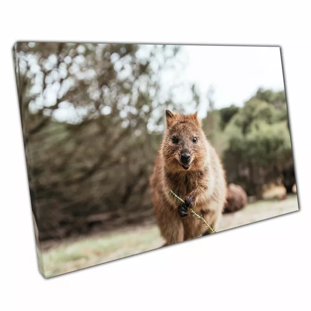 Happy Smiling Quokka Rottnest Island Westaustralien Wandkunstdruck auf Leinwand