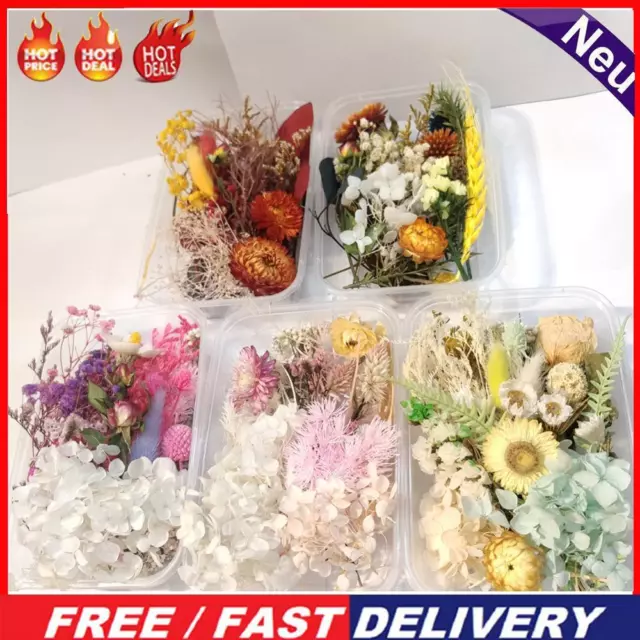 Dried Flowers Packet Pressed Flower Leaves Bulk Natural DIY for Picture Frames