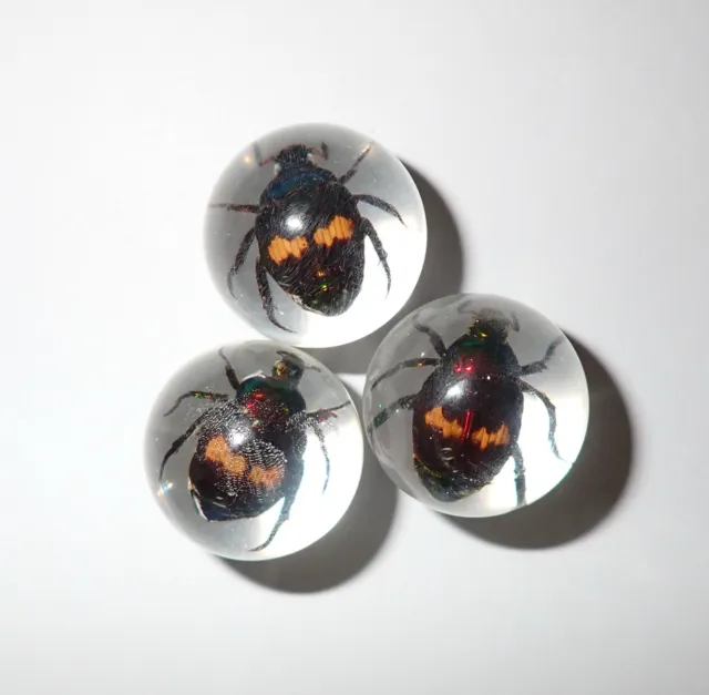 2 cm Clear Resin Marble Sphere Fortune Beetle Specimen 3 Pieces Lot