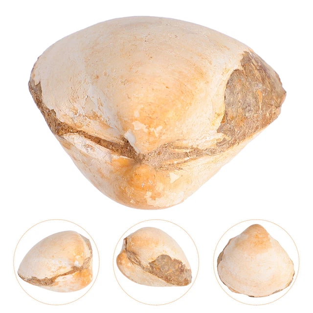PALEONTOLOGY SPECIMEN BIOLOGICAL Teaching Tool Specimen Sea Shells £10. ...