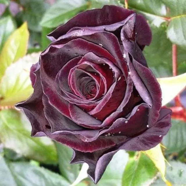 Black Baccara Rose Hybrid Tea rare Rose Bare Root