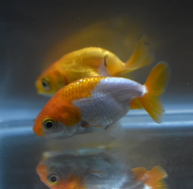 Live Ranchu Fancy Goldfish (2" Freshwater Aquarium Fish)  *PLS READ DESCR* 4